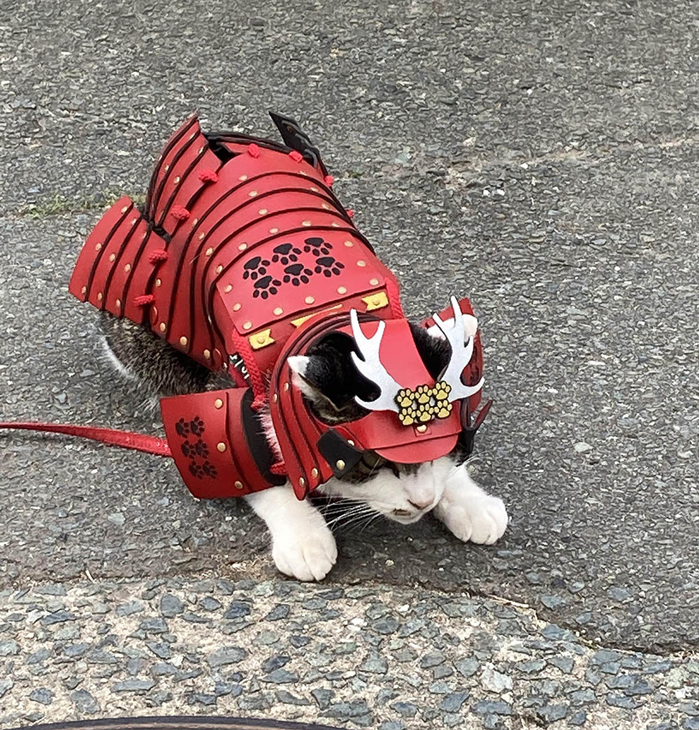 3d кошка в Японии