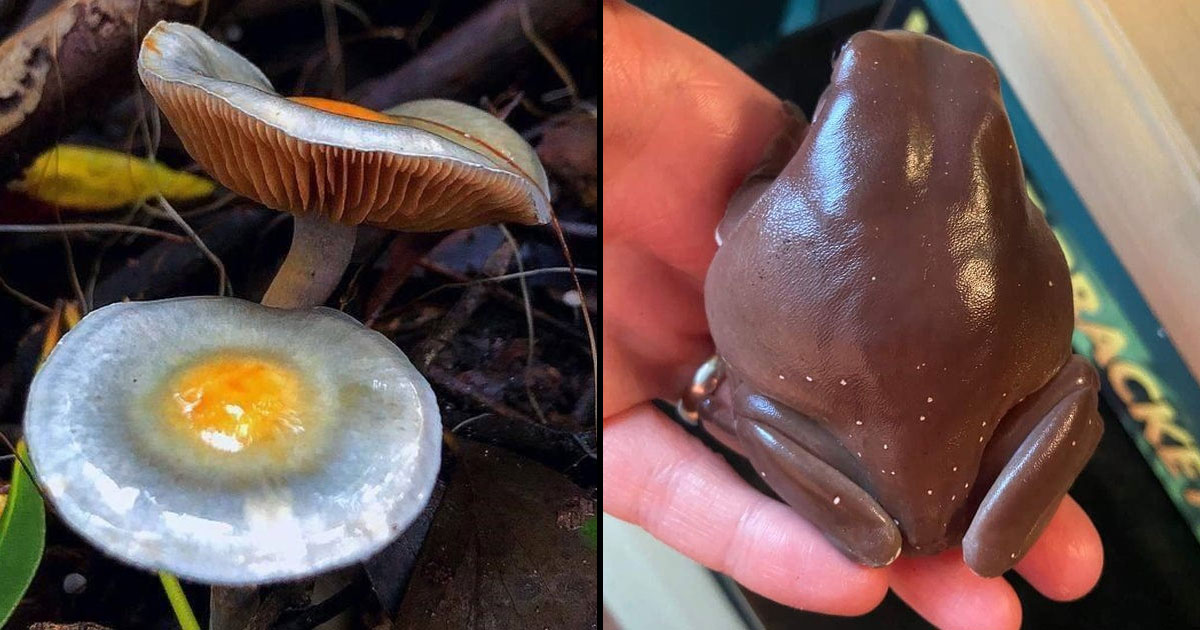 15 примеров того, как животные, растения и предметы